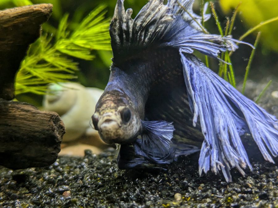 A dark blue and black halfmoon betta resting on the gravel of a planted tank, driftwood and
          a snail behind him