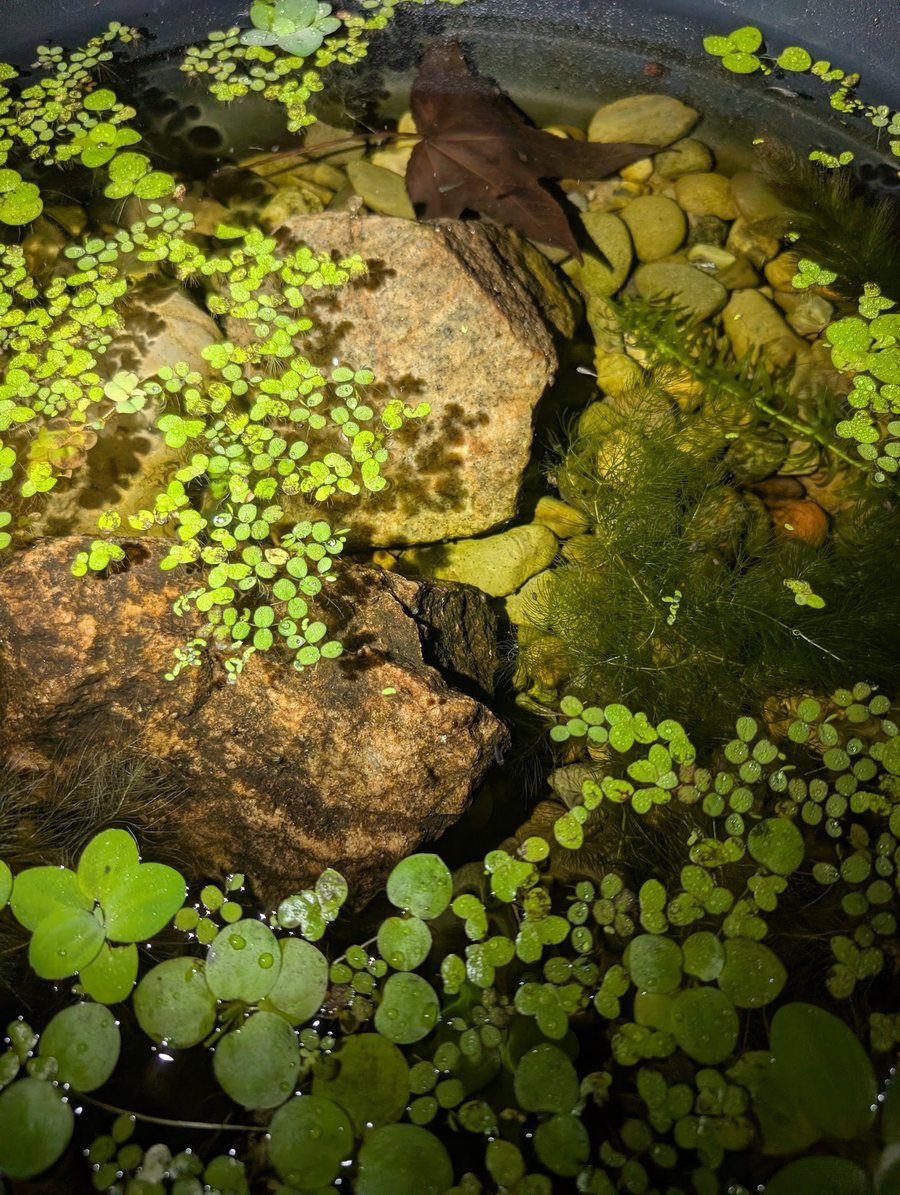 Looking down into a shallow fry tub: creek rocks and smaller gravel on the bottom, floating
          plants across the surface, submerged plants, and a fallen leaf