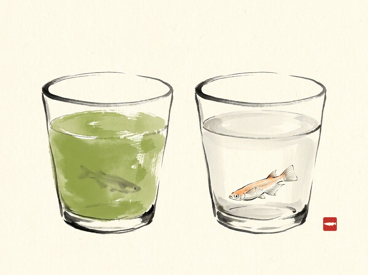 Ink-wash illustration of two glasses side by side, one of opaque green water and one clear with a medaka visible