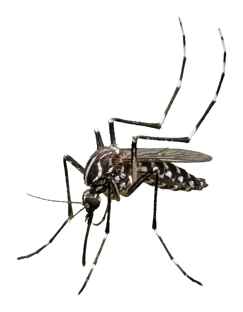 An Asian tiger mosquito, the biting adult a medaka tub prevents by eating the larvae first