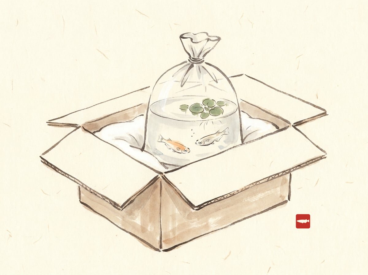 Ink-wash illustration of an open shipping box with an insulated liner and a tied bag holding two medaka with free floating plants drifting on the water inside it