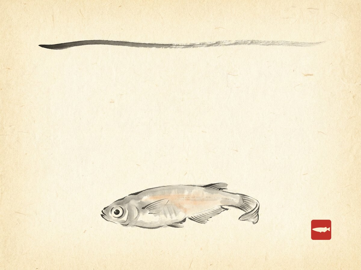 Ink-wash illustration of a medaka hovering low with clamped fins