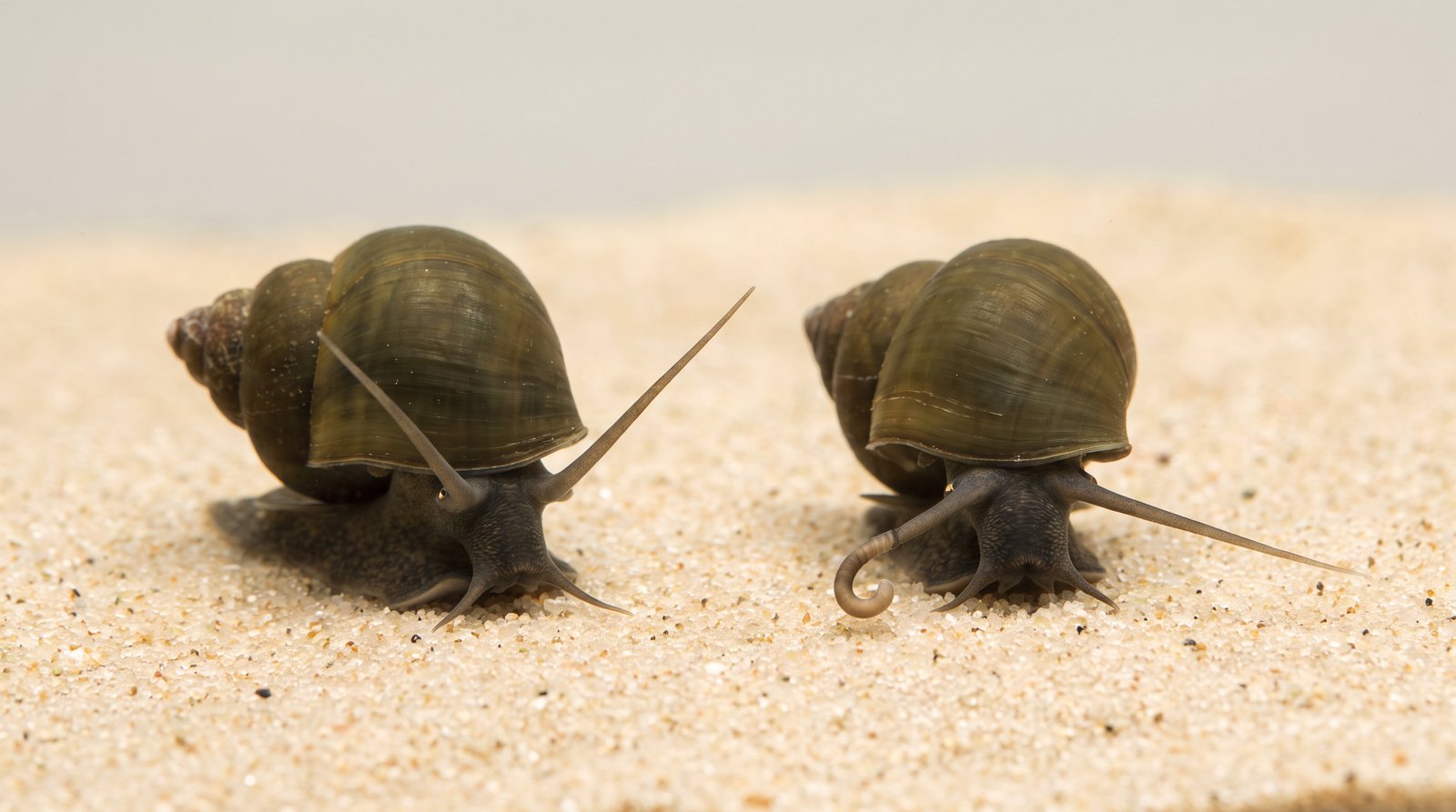 Two Japanese Trapdoor Snails side by side: the female with two long even tentacles, the male with one tentacle short, thick, and curled