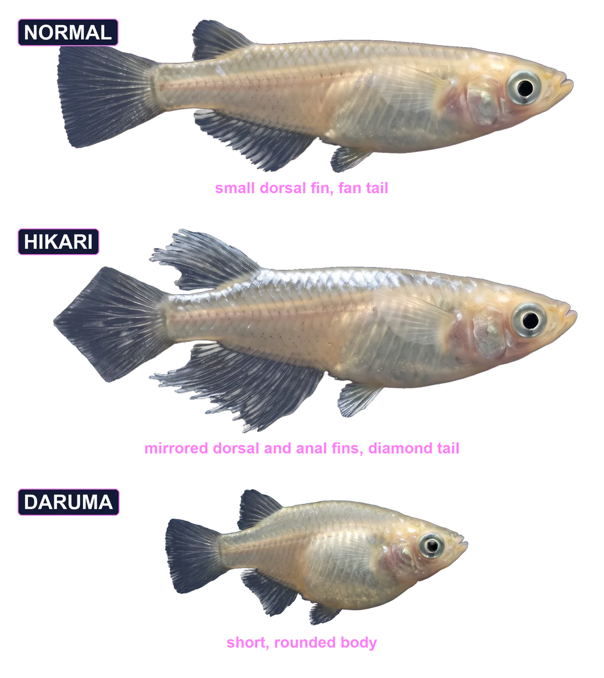 Comparison of the three medaka body types in side view: a Normal medaka with a small dorsal
        fin and fan tail, a Hikari medaka with mirrored dorsal and anal fins and a diamond tail, and a
        Daruma medaka with a dramatically shortened, rounded body.