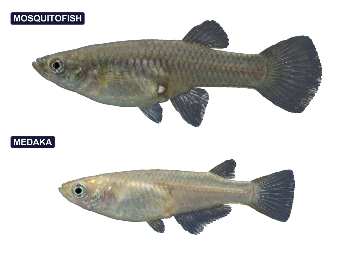 A grey female western mosquitofish above and a slimmer pale gold medaka below, side by side
        for comparison