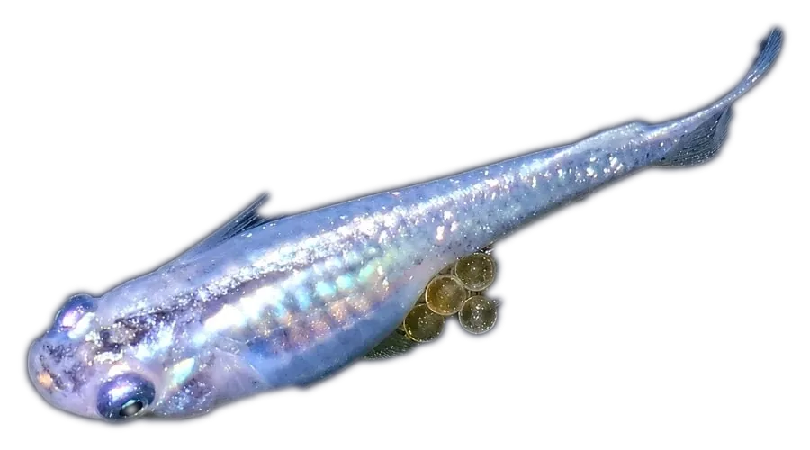 A Firefly Medaka Japanese Rice Fish carrying a cluster of eggs