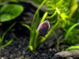 Blueberry Snails (Viviparus sp.), photo 2