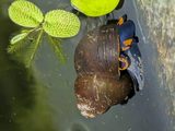 Blueberry Snails (Viviparus sp.), photo 3