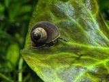 Blueberry Snails (Viviparus sp.), photo 1