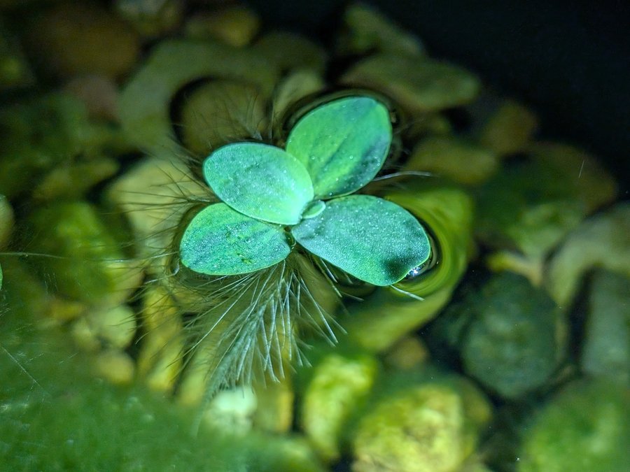 Dwarf Water Lettuce (Pistia stratiotes)