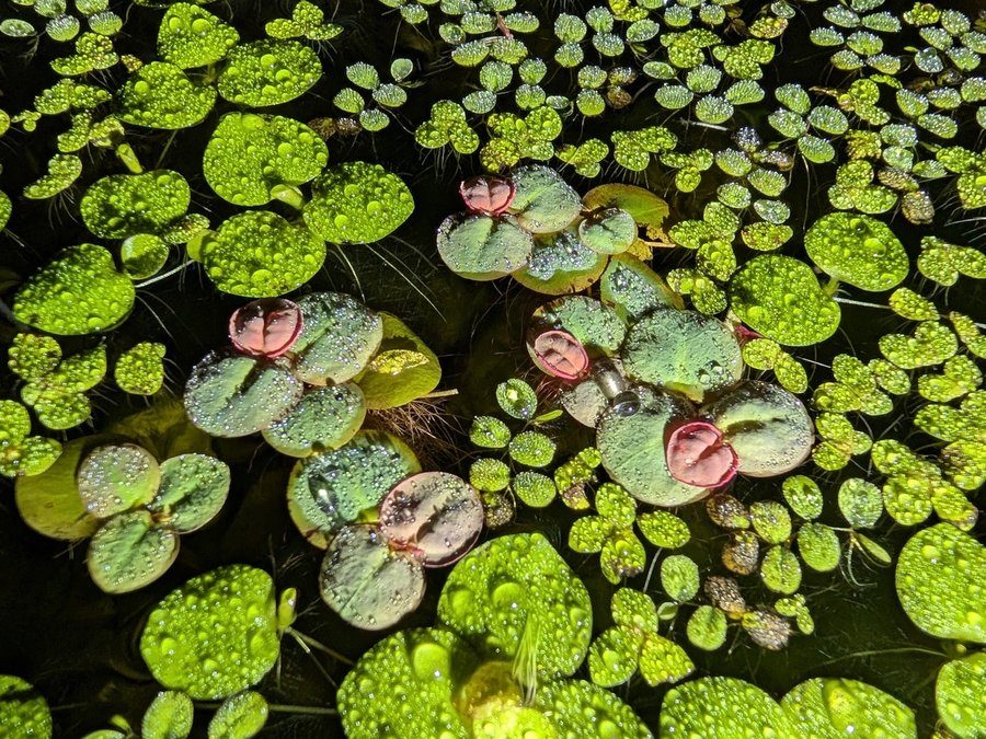 Floating Plant Variety Pack (5 Types)