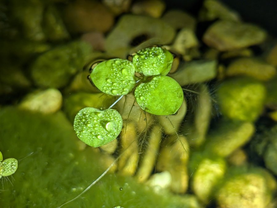 Amazon Frogbit (Limnobium laevigatum)