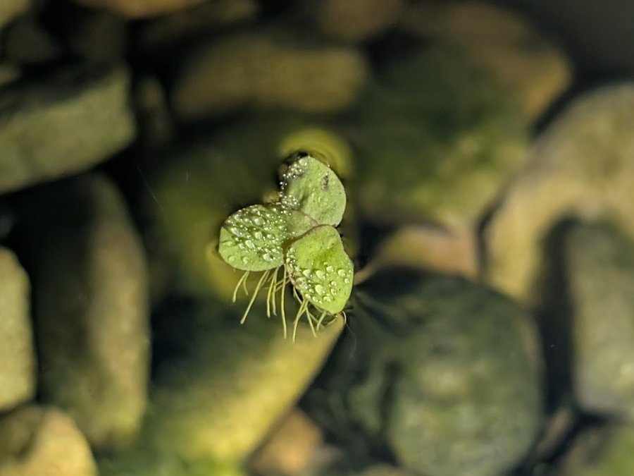 Giant Duckweed (Spirodela polyrhiza)