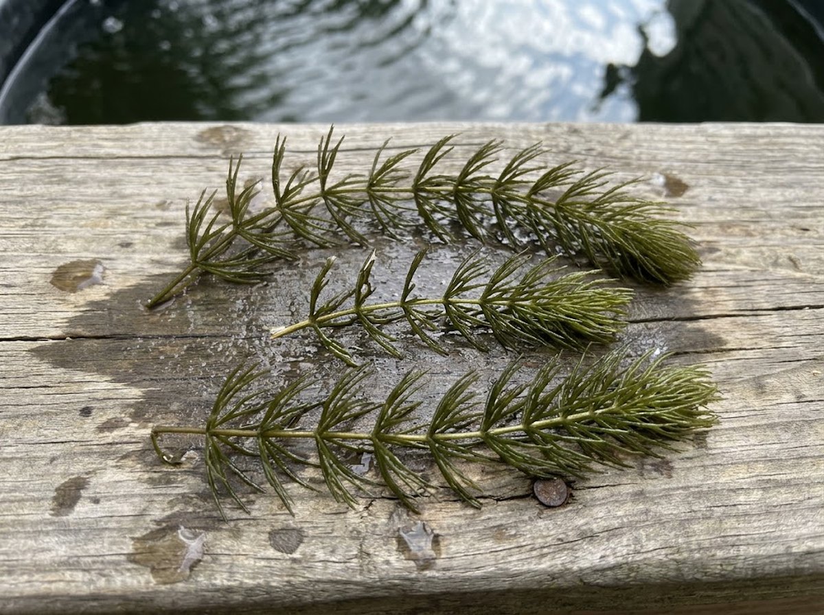 Three cut stems of hornwort (Ceratophyllum demersum), whorls of forked dark green needle leaves, lying wet on a weathered wooden deck board with a patio tub of water behind