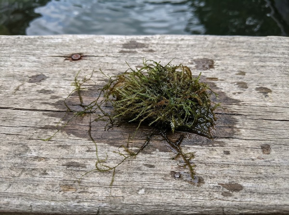 A small wet clump of java moss, about two inches across, on a weathered wooden deck board with a patio tub of water behind