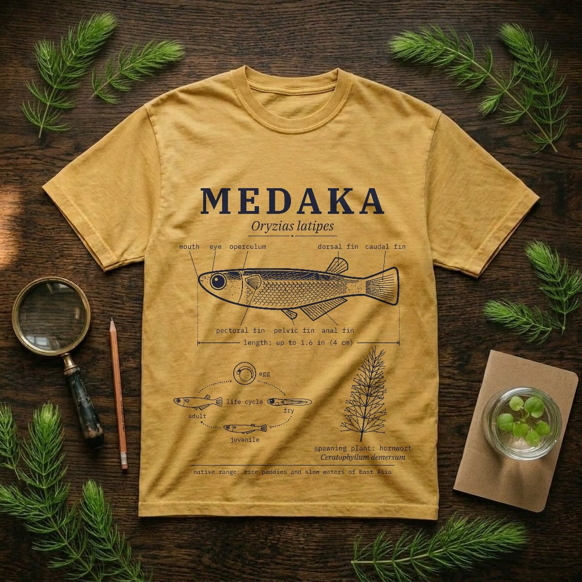 Medaka field guide heavyweight t-shirt in mustard, laid flat on an oak naturalist desk with hornwort cuttings, a brass magnifying glass, and a jar of frogbit