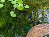 OROCHI Medaka Japanese Rice Fish, photo 2