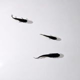 OROCHI Medaka Japanese Rice Fish, photo 1