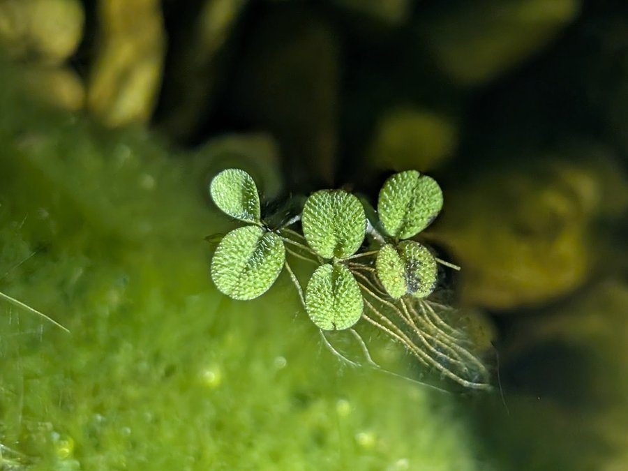 Salvinia (Salvinia minima)