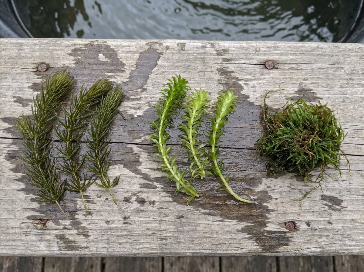 The three submerged plants side by side on a wet wooden deck board: three hornwort stems, three anacharis stems, and a small clump of java moss