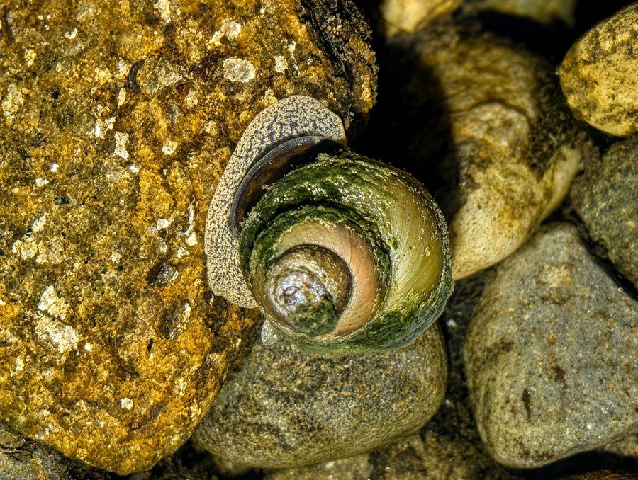 Japanese Trapdoor Snails (Sinotaia quadrata)