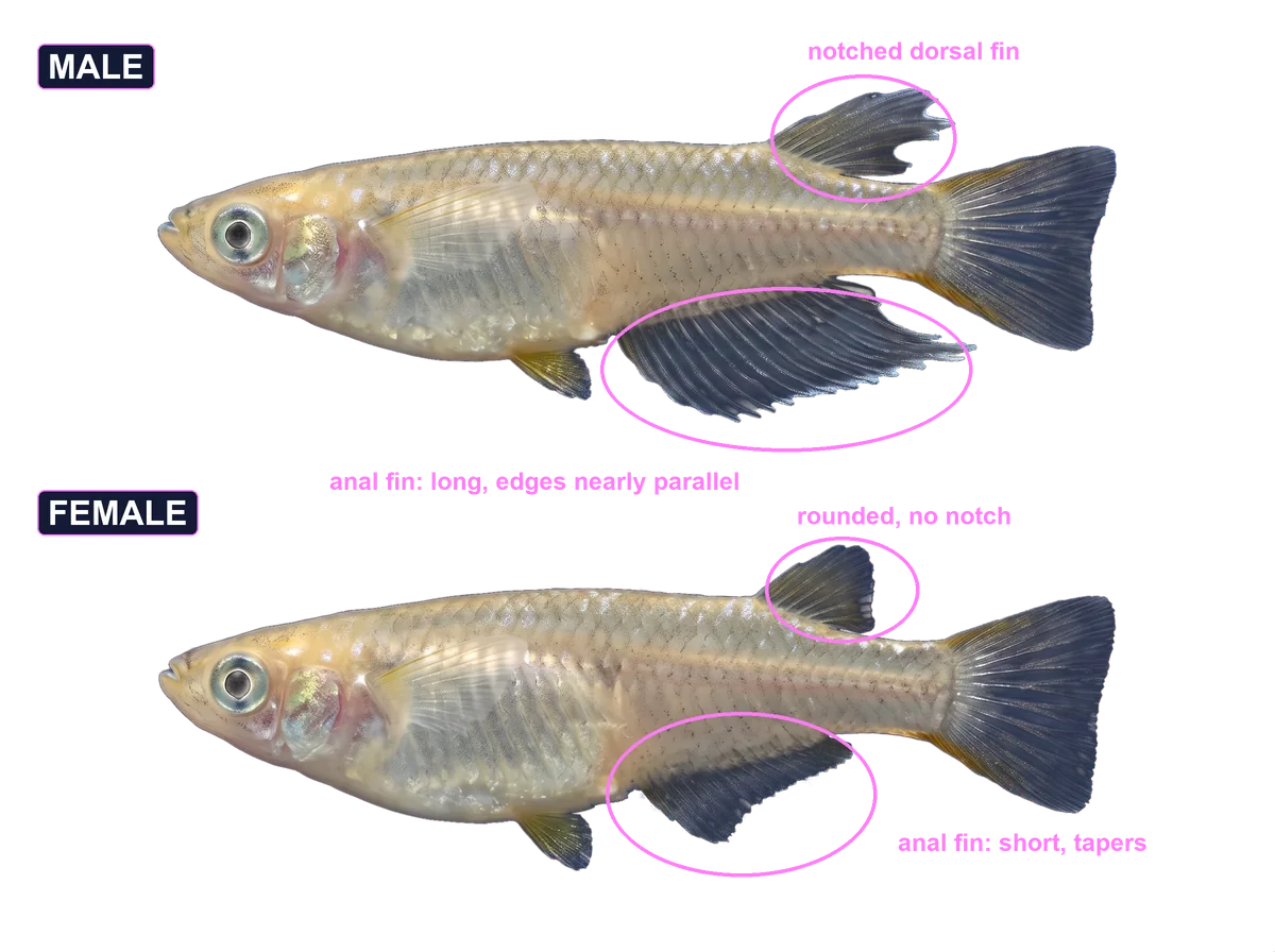 Annotated comparison of a male medaka above and a female medaka below, with pink rings
        marking the fins to compare: the male's notched dorsal fin and long parallel-edged anal fin, and
        the female's rounded dorsal fin and short tapering anal fin.